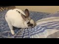 Bunny 🐰 scratching bed 🛏