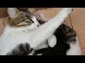 Compassionate mom cat and her cute kittens - Funny cat videos