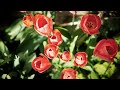 Music for Ostara! 🌺 Welcome Spring With Songs - NO MID ADS!