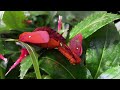 Moths Mating #florida #nature #lepidoptera