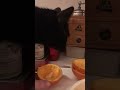 Pocket Panther Stimpy goes nose first into the orange peel😆