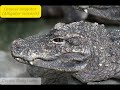 Chinese alligator (Facts & info)