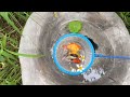 Amazing Catch Catfish In Mini Ponds, Ornamental Fish , Koi Fish, Zebrafish, Ranchu Fish, Color Fish