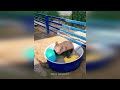Cute Baby Animals Videos Compilation | Funny and Cute Moment of the Animals #11