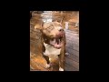 Cute and Funny - Pitbull Puppy and Pitbulls Compliation