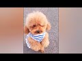 Funniest cats and dogs videos 2024🐶🐱 | Try not to laugh #2 |