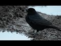 Carrion Crow softening food in puddle