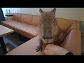 Newly Opened Capybara Cafe in Japan Tokyo 😍 Cafe Capyba