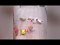 😘 Best Cats and Dogs Videos 🐕 Funny Animal Videos 2024 🐈😍