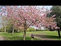 Beautiful Cherry Blossom 🌸🌸 ইংল্যান্ডে চেরি ফুলের সৌন্দর্য 🌸🌸 #cherry #spring #beautiful  #2024