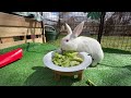 Rabbits eating broccoli！Bunny eating broccoli#bunny #bunnylife #rabbit #rabbitsoftiktok #pets
