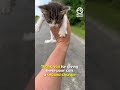 Man is ambushed by 13 homeless kittens