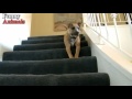 Funny Dogs Vs Stairs - Funny Dog Videos 2017