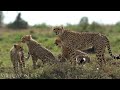 Race for Survival The Majestic Speed of the Cheetah