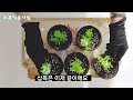 [바질트리 키우기]바질트리 예쁜 수형 만들기/가지치기,삽목,물꽂이 방법☘Make a pretty basil tree shape