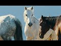 Wild Horses in California Protect Their Families at All Costs | Wild California 105