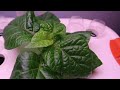 Spider Farmer Hydroponic System - Setup and Planting a Lemon Habanero