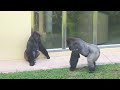 Silverback Gorilla Shabani Shows Affection & Strength to His Females | The Shabani's Group