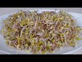 How to Sprout Mung Bean seeds at home with Sprouting Jar Kit | Soilless