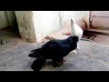 Siraji pigeon fighter & black fancy pigeon