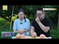 Live: The 'sweet secrets' of Yangshan honey peaches