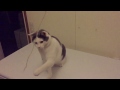 Cat versus yarn - 240fps slow motion