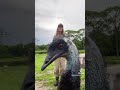 Emmanuel The Emu Goes Viral For Interrupting His Owner's Videos