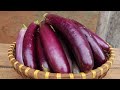 [No garden] The secret from eggs and bananas to grow eggplants hanging upside down