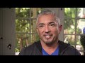 Rescue Pit Bull Is Impossible To Control | S9 Ep 6 | Dog Whisperer With Cesar Millan
