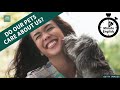 Do our pets care about us? - 6 Minute English