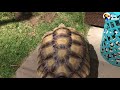 Woman Brings A New Puppy Home To Her Tortoise And Watch What Happens Next! | The Dodo Odd Couples