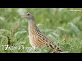 20 Eselsbrücken für Vogelstimmen | Vogelstimmen Merkhilfe