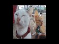 😂 Funniest Cats 😆 Funny Cats Videos 2024 😆🤣