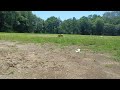 Tamiya Clodbuster & Axial SMT10 Driving on a Field