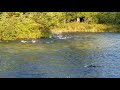 Coho Salmon Platte river michigan