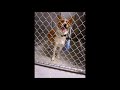 Repetitive Behavior Seen in a Dog in a Shelter: Alice