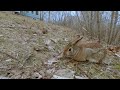 Cottontail eats on windy spring evening