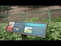 Visiting Pere David's Deer Habitat in the Lincoln Park Zoo