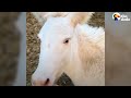 Aggressive, Pregnant Pony Completely Transforms | The Dodo