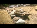 Testudo kleinmanni, ägyptische landschildkröten