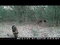 Trailcam 11-14-23 Deer, Coyote, Dancing Rabbits, Raccoon, and a lot of Hogs