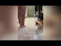 You Laugh You Lose🤣Funniest Dogs and Cats 2024😻🐶