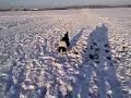 ted the border collie in the snow dec 2009