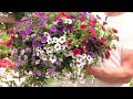 How to Care for Hanging Baskets