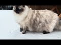 Ragdollcats discovering spring snow ☃️☃️☃️🤩