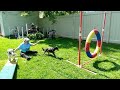 Dog Training: Taking Turns