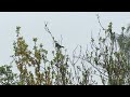 Male house sparrow singing