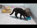 Best Funny Animals 2024 😛 Funniest Dogs and Cats 😻🐶