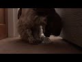 Welsh Springer Spaniel playing with ice