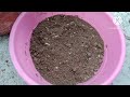 Night Jasmine How To Grow and Care पूरी गर्मी फूल चाहिए तो अभी करें रात की रानी में ये ज़रूरी काम।